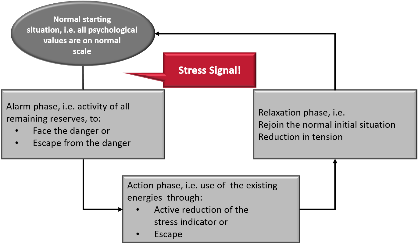 The four phases of stress are structured in a circulation system.